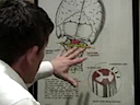 Blair upper cervical technic